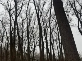 Prodej podílu lesa, Přerov nad Labem, 1596 m2