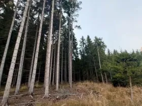 Prodej lesa, Pošná, 12283 m2