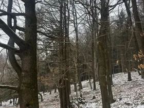 Prodej lesa, Vlčková, 3331 m2
