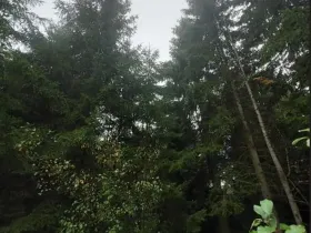 Prodej lesa, Otín, 213 m2