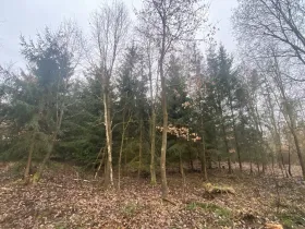 Prodej lesa, Blížejov - Lštění, 6627 m2