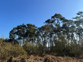 Prodej podílu lesa, Sojovice, 1204 m2