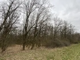 Prodej lesa, Silůvky, 174 m2