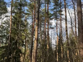 Prodej lesa, Český Dub, 17551 m2