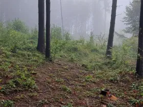 Prodej lesa, Nový Rychnov, 5967 m2