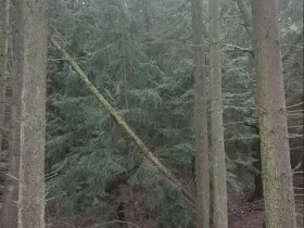 Prodej lesa, Žďár, 1305 m2