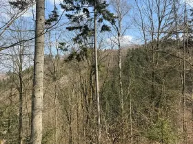 Prodej podílu lesa, Železný Brod, 5530 m2