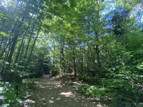 Prodej lesa, Svébohov, 239 m2