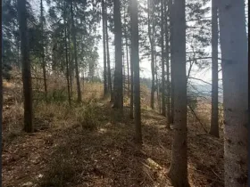 Prodej lesa, Dolní Hořice, 8003 m2