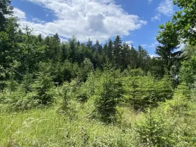 Prodej lesa, Slabčice - Nemějice, 1272 m2