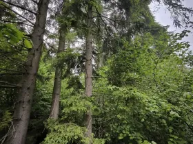 Prodej lesa, Zábřeh, 4422 m2