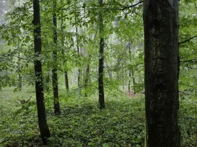 Prodej podílu lesa, Pustiměř, 1292 m2