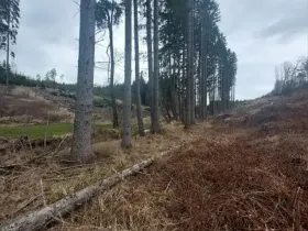Prodej lesa, Dolní Hořice, 4440 m2