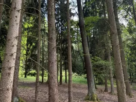 Prodej lesa, Hradiště, 4597 m2