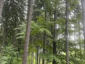 Prodej podílu lesa, Velké Hamry, 1819 m2