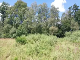 Prodej lesa, Horní Pěna, 3291 m2