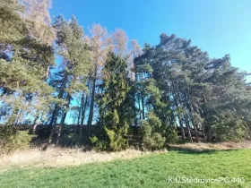 Prodej lesa, Čáslavsko, 1351 m2