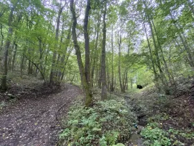 Prodej lesa, Strážná, 615 m2