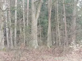 Prodej lesa, Hvozdec, 4099 m2