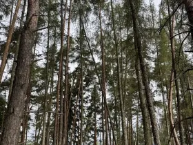 Prodej lesa, Kladruby nad Labem, 11916 m2