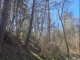 Prodej lesa, Strmilov, 729 m2