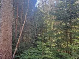 Prodej lesa, Strmilov, 2392 m2