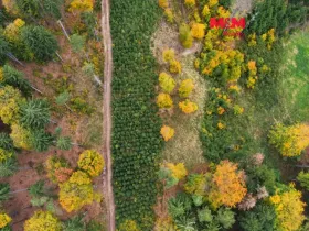 Prodej lesa, Luže - Doly, 4481 m2