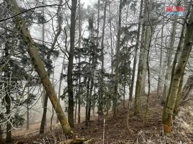 Prodej lesa, Stará Paka, 20974 m2