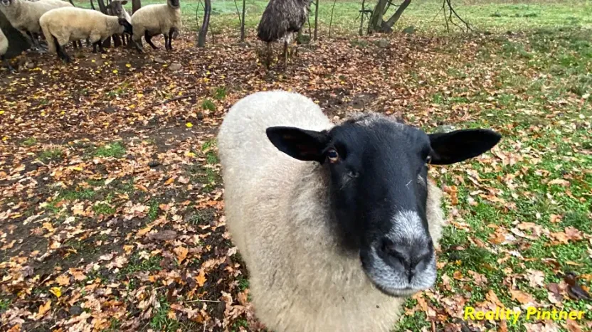 Prodej zemědělské usedlosti, Milevsko, 366 m2