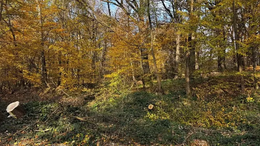 Prodej lesa, Ostrava, 19016 m2