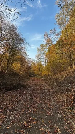 Prodej lesa, Ostrava, 19016 m2