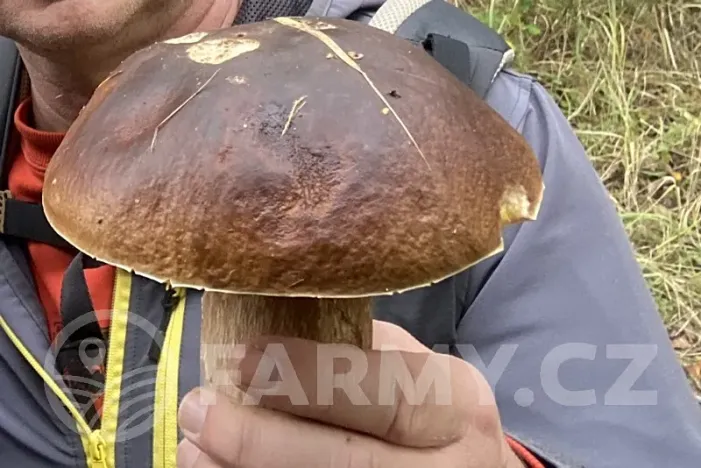 Prodej lesa, Krásná Hora nad Vltavou, 1087255 m2