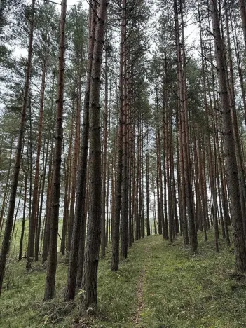 Prodej lesa, Slavče, 8298 m2