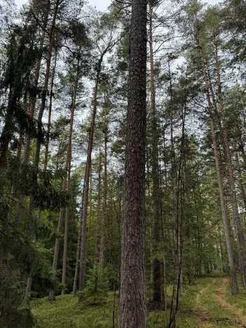 Prodej lesa, Slavče, 18161 m2