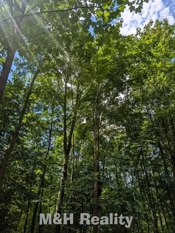 Prodej lesa, Ostravice, 7872 m2