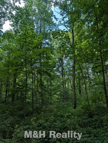 Prodej lesa, Ostravice, 7872 m2