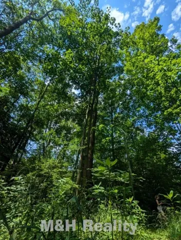 Prodej lesa, Ostravice, 7872 m2