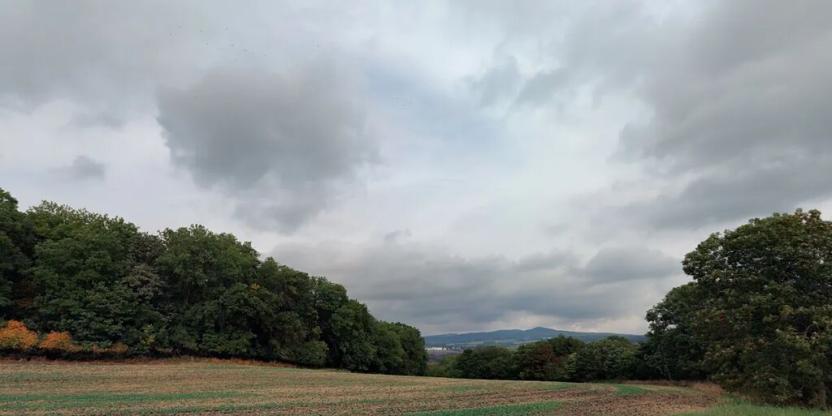 Prodej lesa, Kozly, 6000 m2