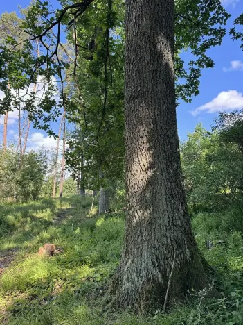 Prodej lesa, Náměšť nad Oslavou, 6030 m2