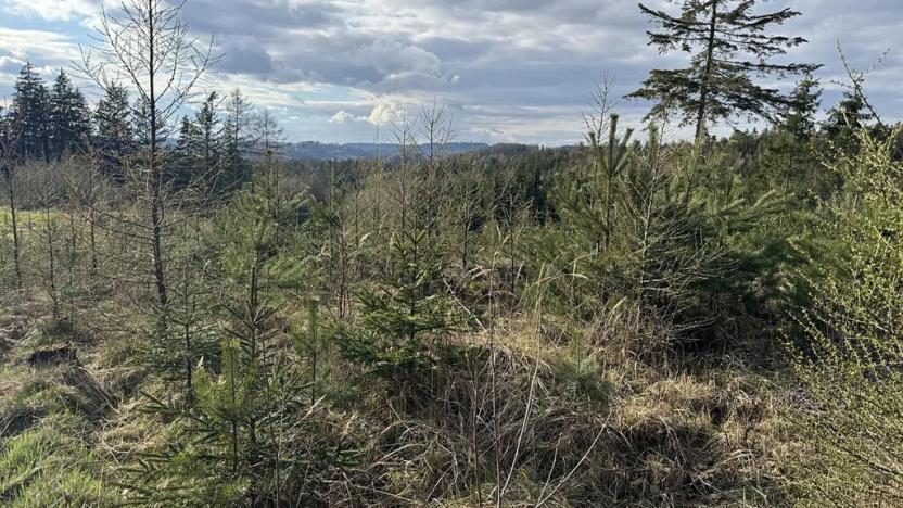Prodej lesa, Pecka, 35108 m2