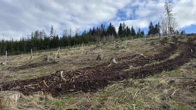 Prodej lesa, Pecka, 35108 m2