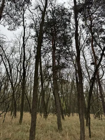 Prodej lesa, Dobříň, 14074 m2