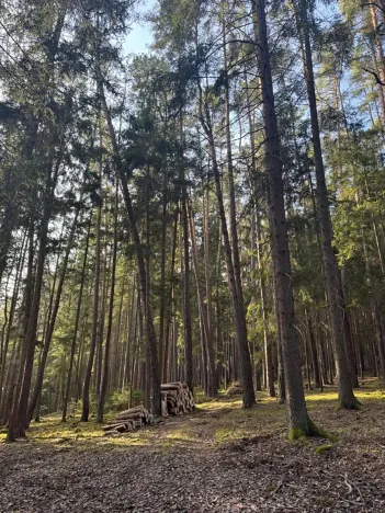 Prodej lesa, Hluboká nad Vltavou, 18006 m2