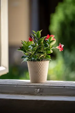 Prodej chalupy, Petrovice, 120 m2