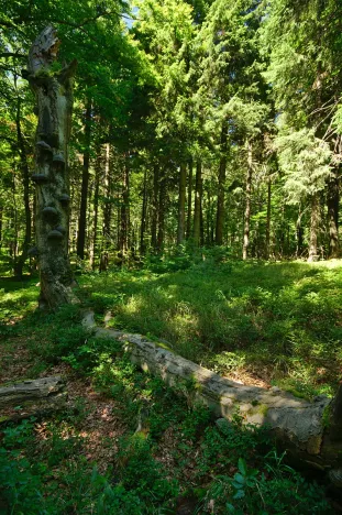 Prodej lesa, Dlouhá Brtnice, 6060 m2