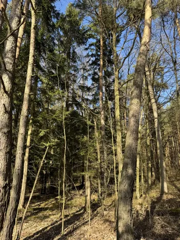 Prodej lesa, Dehtáře, 34777 m2