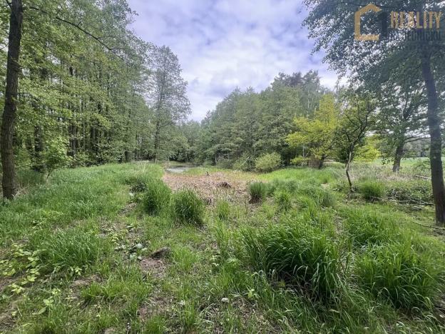 Prodej lesa, Lodhéřov, 8015 m2