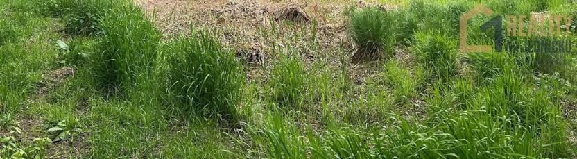 Prodej lesa, Lodhéřov, 8015 m2