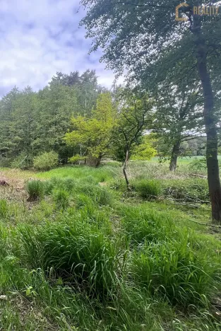 Prodej lesa, Lodhéřov, 8015 m2