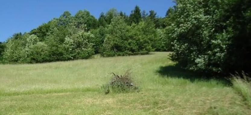 Prodej louky, Krucemburk, 9000 m2